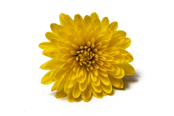 Beyaz Arka Planda Taç Yaprakları Olan Sarı Sonbahar Çiçeği Bir — Stok fotoğraf