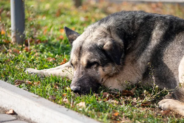Старий Втомлений Хворий Собака Сидить Траві — стокове фото