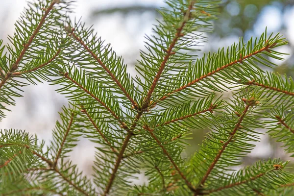 Aralık Ayında Parkta Bir Noel Ağacının Yeşil Dalları — Stok fotoğraf