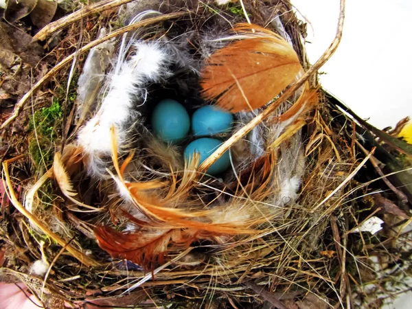 Blauwe Vogeleieren Het Nest Bij Het Huis — Stockfoto