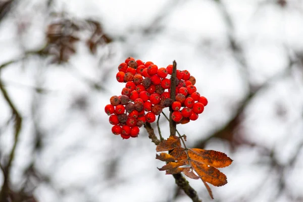 Red Sparrow Berries Branch Autumn — Stock Photo, Image