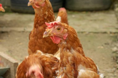 Çiftlikte kırmızı evcil tavuk