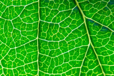 Eylül ayındaki sonbahar yapraklarının güzel dokusunun yakın çekimi