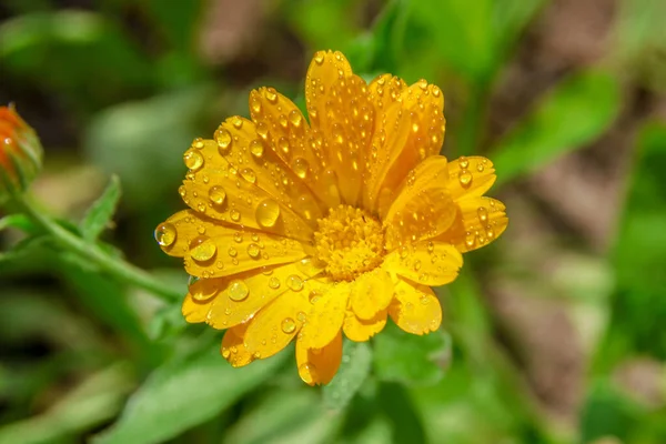 Schöne Blume Mit Blütenblättern Garten Juli — Stockfoto