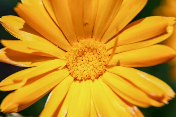 Gyönyörű Sárga Virág Kertben — Stock Fotó