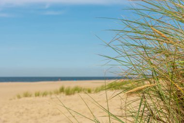 Kumda büyüyen çimenler. Bitkileri olan deniz plajı. Çimenli deniz tepeleri. Deniz sahilinde yeşil çimenler. Kumda çim. Baltık Denizi kıyısında.