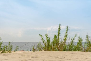 Kumda büyüyen çimenler. Bitkileri olan deniz plajı. Çimenli deniz tepeleri. Deniz sahilinde yeşil çimenler. Kumda çim. Baltık Denizi kıyısında.