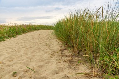 Denize giden çimlerin arasında kumlu bir patika. Deniz kıyısı bitkileri. Çimenli kum tepeciği. Deniz kıyısına giriş izni. Kumsalda ıssız bir patika.