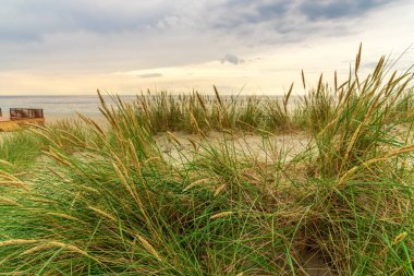 Kumda büyüyen çimenler. Bitkileri olan deniz plajı. Çimenli deniz tepeleri. Deniz sahilinde yeşil çimenler. Kumda çim. Baltık Denizi kıyısında.