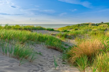 Kumda büyüyen çimenler. Bitkileri olan deniz plajı. Çimenli deniz tepeleri. Deniz sahilinde yeşil çimenler. Kumda çim. Baltık Denizi kıyısında.