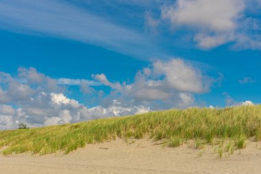 Kumda büyüyen çimenler. Bitkileri olan deniz plajı. Çimenli deniz tepeleri. Deniz sahilinde yeşil çimenler. Kumda çim. Baltık Denizi kıyısında.