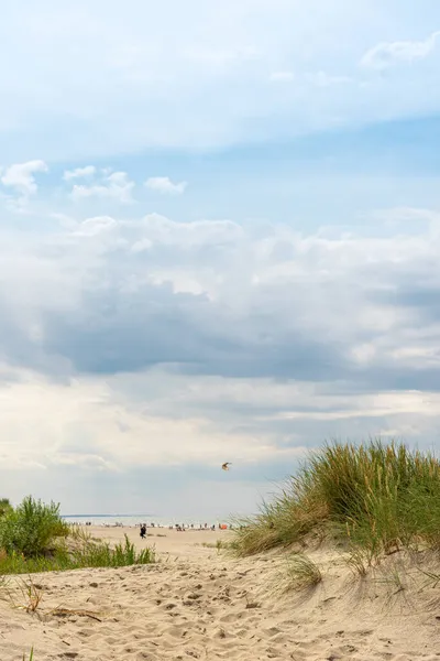 Трава Росте Піску Морський Пляж Рослинністю Морські Дюни Травою Зелена — стокове фото
