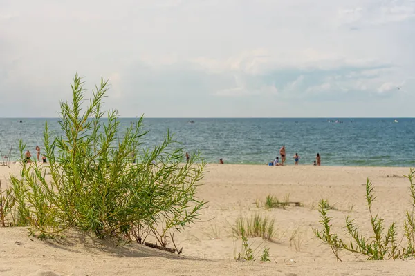 砂の上に草が生えている 植生と海のビーチ 草の海の砂丘 海のビーチで緑の草 砂の上の芝 バルト海の海岸 — ストック写真