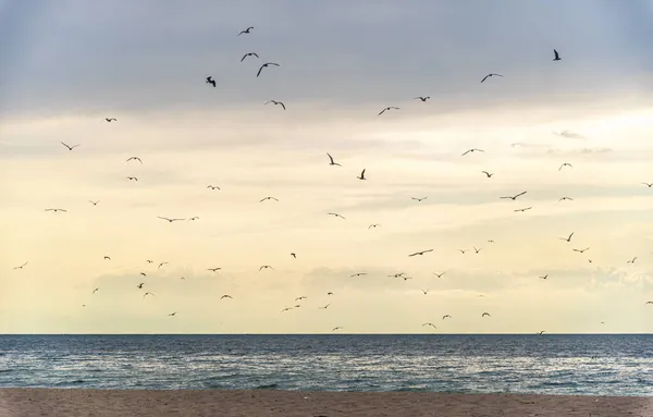Стая Птиц Парить Над Морем Против Неба Птицы Летают Над — стоковое фото