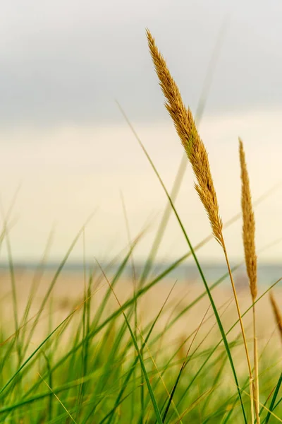 Gras Groeit Het Zand Zee Strand Met Vegetatie Zee Duinen — Stockfoto