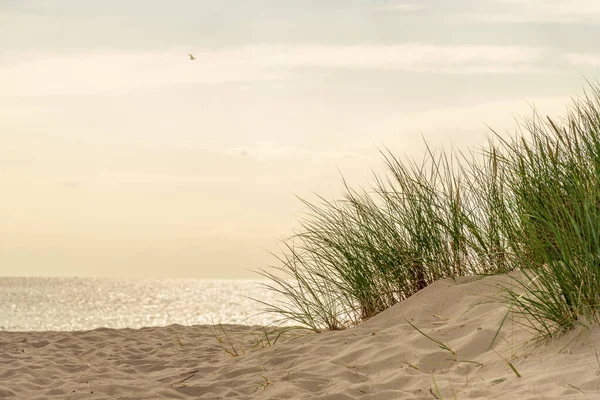Трава Росте Піску Морський Пляж Рослинністю Морські Дюни Травою Зелена — стокове фото
