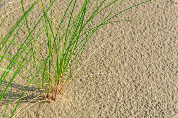 Gras Groeit Het Zand Zee Strand Met Vegetatie Zee Duinen — Stockfoto