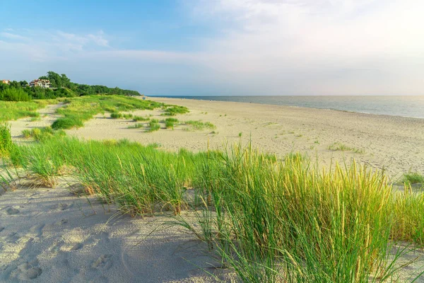 砂の上に草が生えている 植生と海のビーチ 草の海の砂丘 海のビーチで緑の草 砂の上の芝 バルト海の海岸 — ストック写真