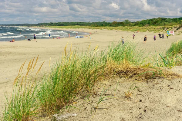沙地上长满了草 有植被的海滩 海沙丘与青草 海滩上的绿草 沙地上的草皮波罗的海沿岸的海岸 — 图库照片