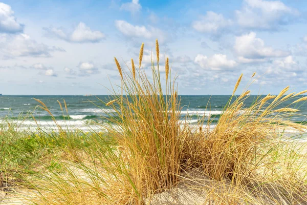 Gräs Växer Sanden Havsstrand Med Vegetation Havssdyner Med Gräs Grönt — Stockfoto