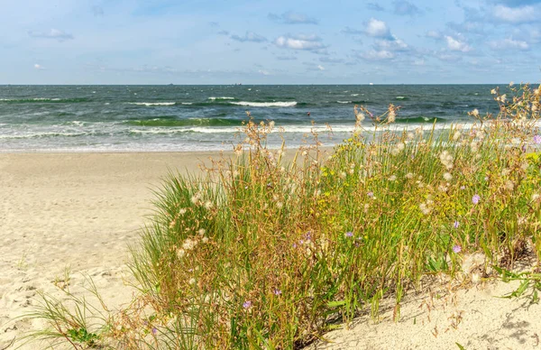 Gräs Växer Sanden Havsstrand Med Vegetation Havssdyner Med Gräs Grönt — Stockfoto