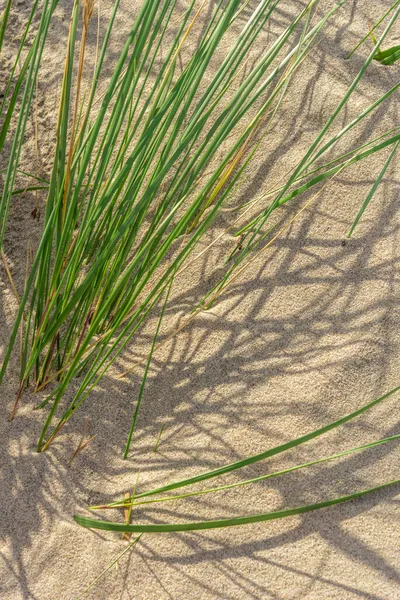 Gras Groeit Het Zand Zee Strand Met Vegetatie Zee Duinen — Stockfoto