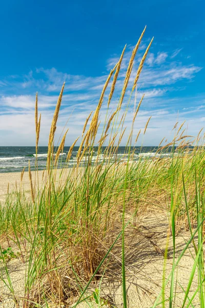 砂の上に草が生えている 植生と海のビーチ 草の海の砂丘 海のビーチで緑の草 砂の上の芝 バルト海の海岸 — ストック写真