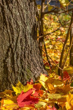 Düşen sarı yapraklar ağacın yanında yatıyor. Metin yazmak için sonbahar arkaplanı. Ahşap dokusu ve sonbahar yaprakları. Ağaç kabuğunun arka planında bir sürü altın yaprak var. Mevsimlik ekran koruyucu.