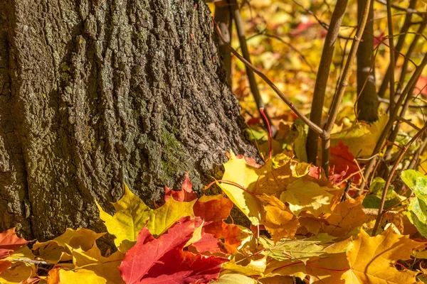 Düşen sarı yapraklar ağacın yanında yatıyor. Metin yazmak için sonbahar arkaplanı. Ahşap dokusu ve sonbahar yaprakları. Ağaç kabuğunun arka planında bir sürü altın yaprak var. Mevsimlik ekran koruyucu.