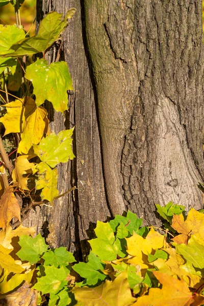 Düşen sarı yapraklar ağacın yanında yatıyor. Metin yazmak için sonbahar arkaplanı. Ahşap dokusu ve sonbahar yaprakları. Ağaç kabuğunun arka planında bir sürü altın yaprak var. Mevsimlik ekran koruyucu.
