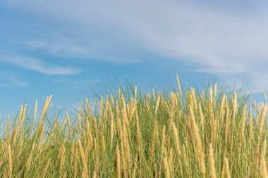Kumda büyüyen çimenler. Bitkileri olan deniz plajı. Çimenli deniz tepeleri. Deniz sahilinde yeşil çimenler. Kumda çim. Baltık Denizi kıyısında.