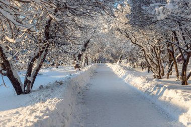 Kış sokağı boyunca ağaçlar. Karla kaplı ağaçlar. Ağaçların kemerlerinin altında kış kaldırımı. Parkta patikası olan kış şehri..