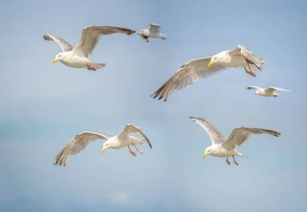 Gaivotas Voo Contra Céu Grupo Aves Marinhas Voo Diferentes Ângulos — Fotografia de Stock