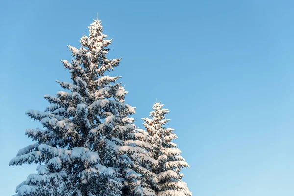 소나무는 아래푸른 하늘을 배경으로 전나무들이 있었어 크리스마스 — 스톡 사진