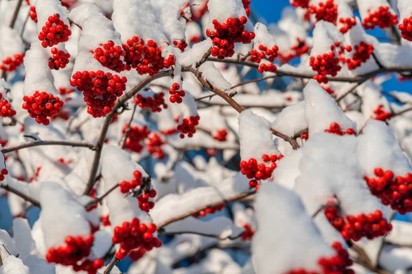 열매를 가지들 눈덮인 가지로 만들어 스크린 세이버 관목이요 겨울에는 — 스톡 사진