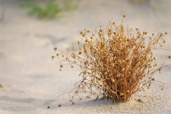 Kuru Çimenler Kumların Üzerinde Bitkileri Olan Deniz Plajı Çimenli Deniz — Stok fotoğraf