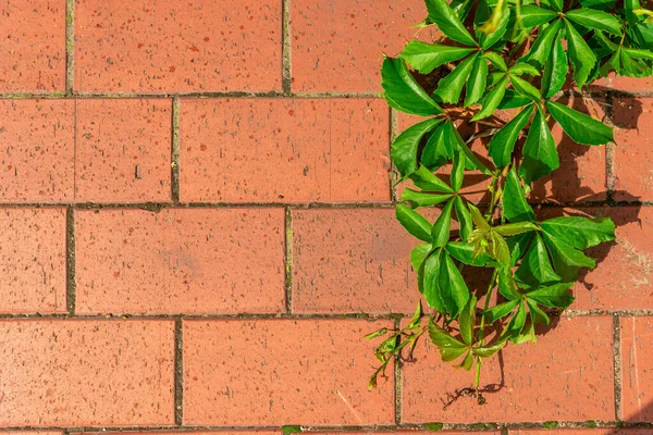 Ένας Κόκκινος Τοίχος Από Τούβλα Και Ένα Κρεμαστό Φυτό Διαμόρφωση — Φωτογραφία Αρχείου