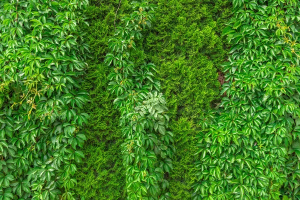 Ένας Φράχτης Από Πράσινα Φύλλα Φυτό Κρέμεται Στον Τοίχο Υφή — Φωτογραφία Αρχείου