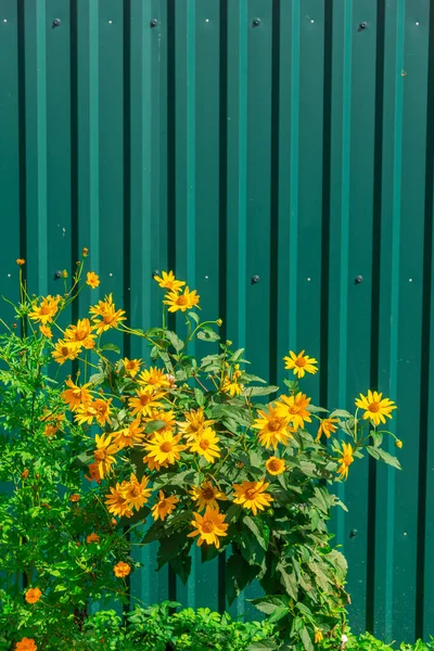 Keltaiset Kukat Kasvavat Lähellä Vihreä Metalli Aita Korkea Pensasaita Koristeltu — kuvapankkivalokuva