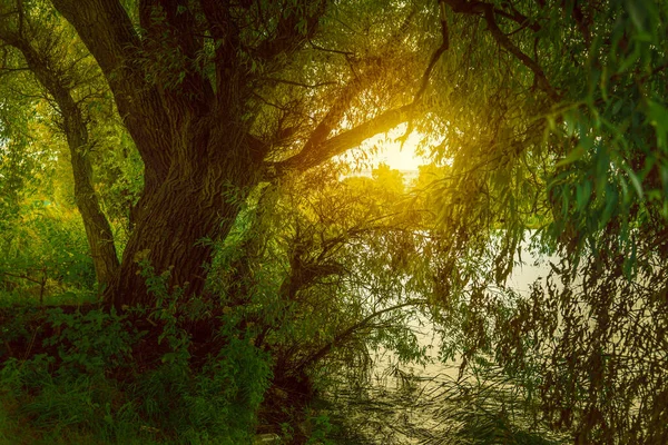 Göletin yanında büyüyen büyük bir ağaç. Güneşin ışınları yaprakların arasından parlıyor. Muhteşem bir ağaç. Dallar suya iniyor. Göl kenarında söğüt ağacı duruyor..