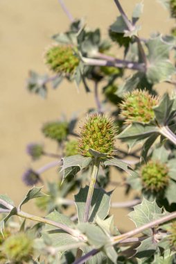 Baltık Denizi kıyısında yetişen dikenli bir bitki. Garip bir şekilde yakın plan. Çiçek Kırmızı Kitap 'ta listelenmiştir. Dikenli sert yaprakları olan küresel bir çiçek..
