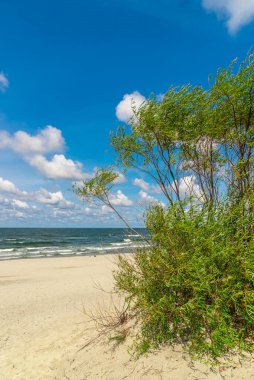 Kumlu deniz kıyısında çimenli bir çalı. Denizin dibindeki bitki örtüsü. Kumsalda dinleniyorum. Sorunlu bir göletin üzerinde bulutlu bir gökyüzü. Kıyı bitkileri ile deniz manzarası.
