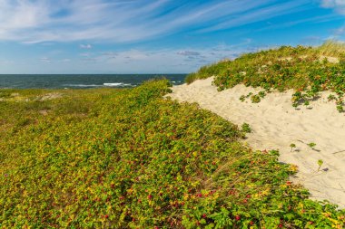 Kumun arka planında olgun bir gül ağacı. Deniz sahilinde kırmızı güllük gülistanlık. Tıpta gül ağacı meyvesi kullanımı. Yararlı bir vitamin meyvesi. Böğürtlen toplama zamanı..