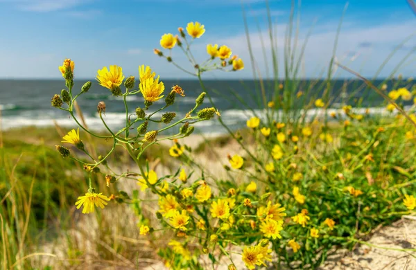 Кульбабаба Квітучими Жовтими Квітами Жовті Дикі Квіти Березі Моря Піску — стокове фото
