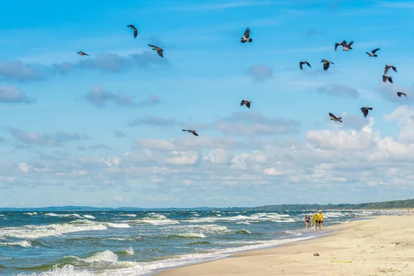 鳥が海のビーチを飛んでいる カラスは水の上を旋回している 人々は砂浜に沿って歩く 波がビーチで転がっている 鳥との海景 — ストック写真