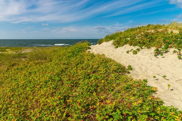 Kumun arka planında olgun bir gül ağacı. Deniz sahilinde kırmızı güllük gülistanlık. Tıpta gül ağacı meyvesi kullanımı. Yararlı bir vitamin meyvesi. Böğürtlen toplama zamanı..