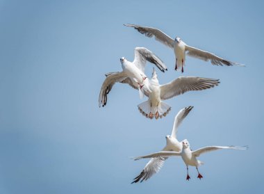 Martılar gökyüzüne doğru uçuyor. Uçan bir grup deniz kuşu. Gökyüzünde süzülen martıların farklı açıları.