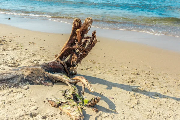 砂の上に寝そべっている木の残骸 海岸線だ そのスナックは地面に横たわっている 古い腐った木だ 時間によって破壊された木の質感 木の破片が貯水池の近くにある — ストック写真