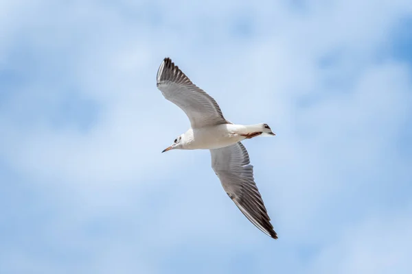 Uma Gaivota Voadora Contra Céu Azul Pássaro Voar Uma Gaivota — Fotografia de Stock