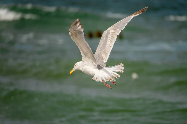 Uma Gaivota Voadora Fundo Água Mar Pássaro Pairar Uma Gaivota — Fotografia de Stock